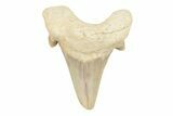1 1/2 to 2" Fossil Otodus Shark Teeth - Khouribga, Morocco - Photo 4